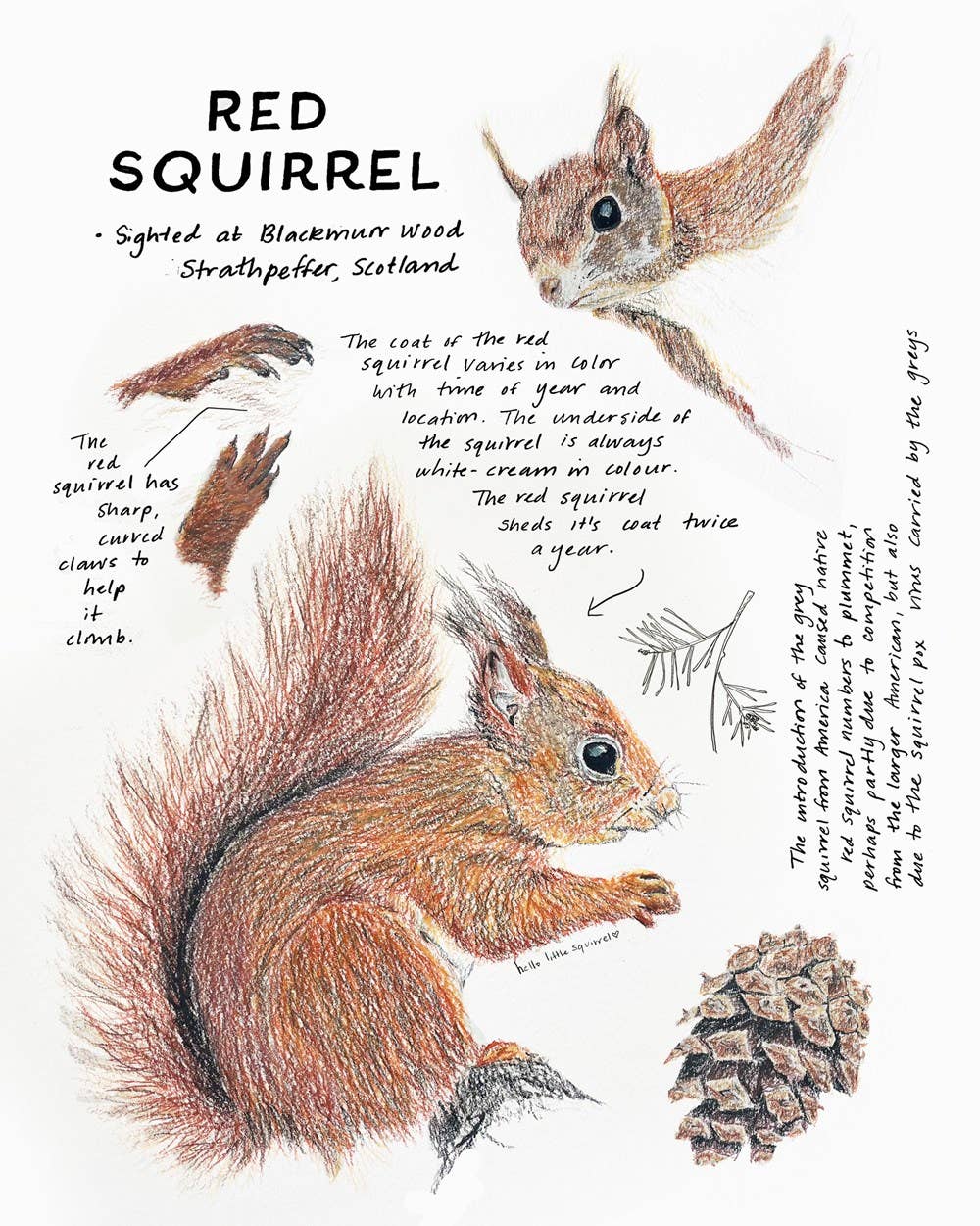 Wild & Woolly Knitted Animals: A Naturalist's Notebook by Sarah Elizabeth Kellner