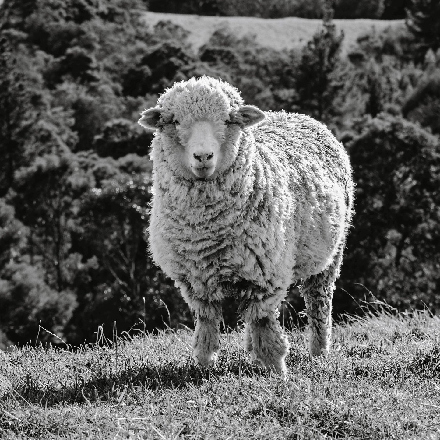 Stone Wool Delaine Merino