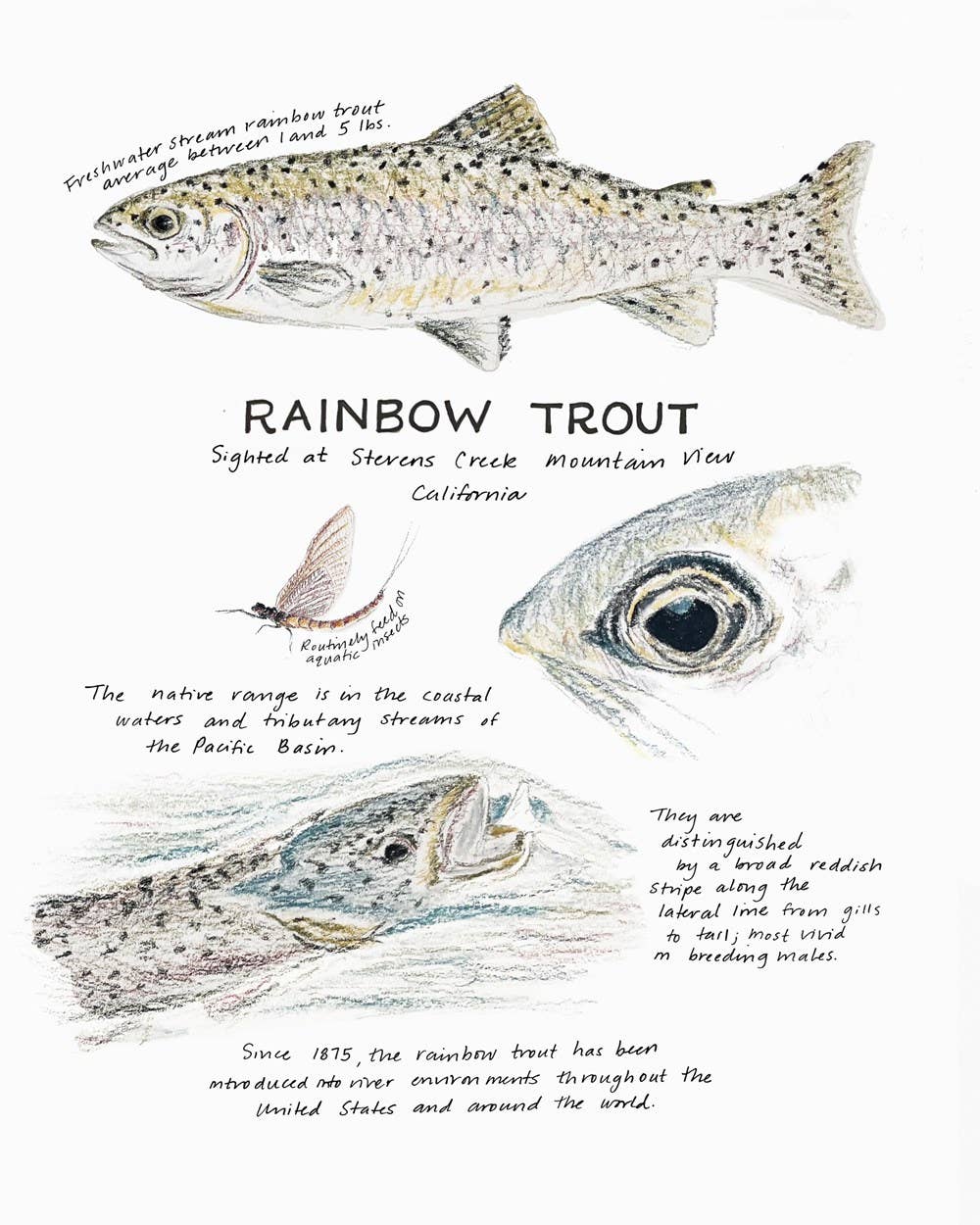 Wild & Woolly Knitted Animals: A Naturalist's Notebook by Sarah Elizabeth Kellner